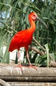 Roter Ibis (KB-D090507-03).jpg