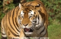Tiger 903-3.jpg