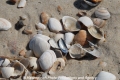 Muscheln-Nordseestrand 150407-01.jpg