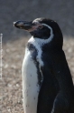 Pinguin 905-2.jpg