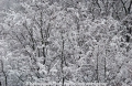 Winterimpression 24205-1.jpg