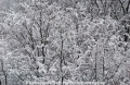 Winterimpression 24205-1.jpg