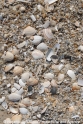 Muscheln-Nordseestrand 150407-02.jpg