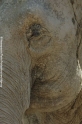 Elefant 12.jpg