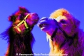 2 Kamele Pop-Art-240307-4.jpg