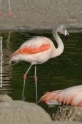 Flamingo 905-09.jpg