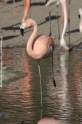 Flamingo 905-05.jpg