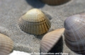 Muscheln 19703-21.jpg