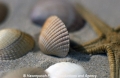 Muscheln 19703-23.jpg