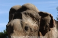 Elefant 22.jpg
