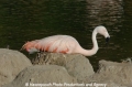 Flamingo 905-08.jpg