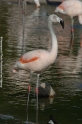 Flamingo 905-07.jpg