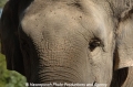 Elefant 23.jpg
