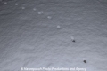 Katzenspuren im Schnee 2306.jpg