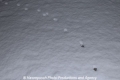 Katzenspuren im Schnee 2306.jpg