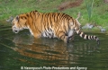 Tiger 903-7.jpg