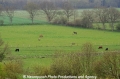 S-H Wiesenlandschaft 29408.jpg