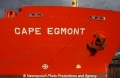 Cape Egmont Bug 31103-24.jpg