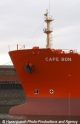 Cape Bon Bug 28803.jpg